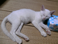 猫のまくら