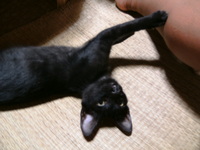 猫のまくら