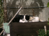 いつになったら？