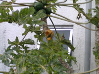 鳥の餌
