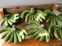 島バナナ販売中