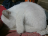 眠いのです