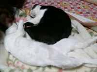睡眠治療中