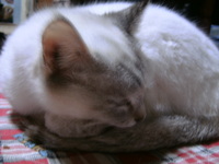 猫もまるまる＾＾