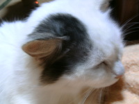 猫もまるまる＾＾
