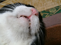 カニステル＾＾