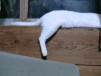 長くなった＾＾