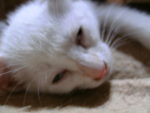 だらだらと・・・