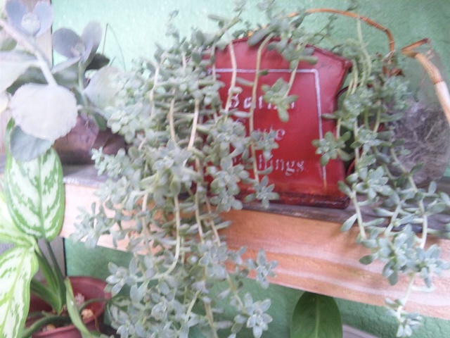 多肉植物　セダム