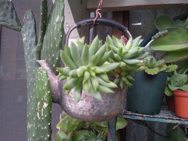 多肉植物