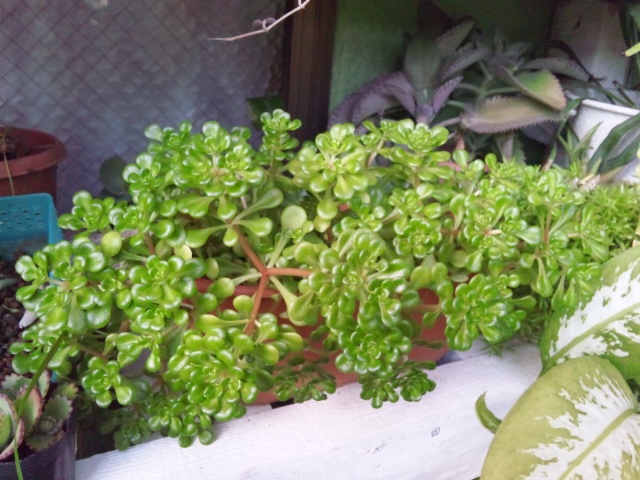 多肉植物 マンネングサ