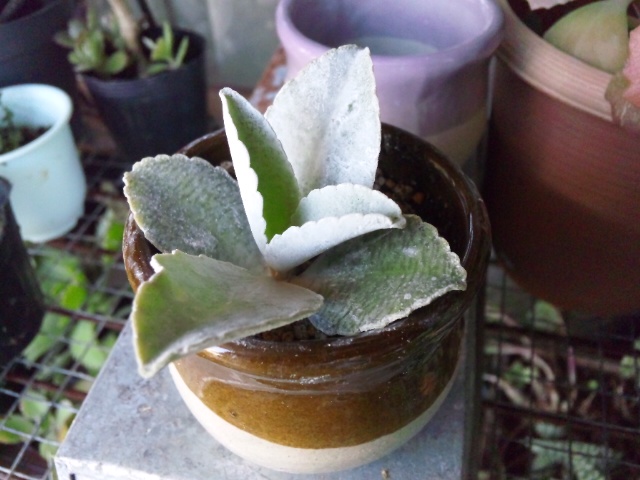 多肉植物