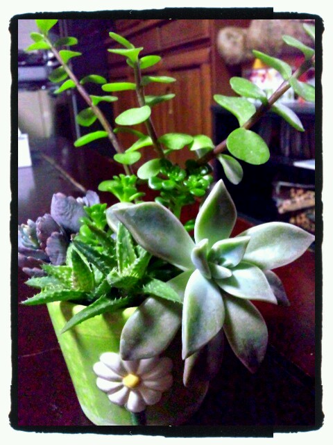 多肉植物寄せ植え