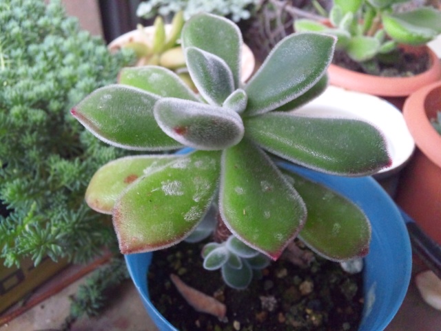 多肉植物