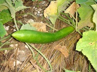 野菜の収穫7.11