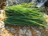 野菜の収穫7.11