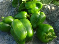 野菜の収穫7.11