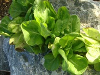 野菜の収穫7.11