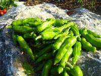 野菜の収穫7.11