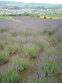 朝のラベンダー畑 2009/07/18 06:12:53