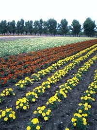 ファーム富田に着きました 2009/07/18 09:29:44