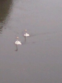 白鳥発見 2009/07/30 06:32:21