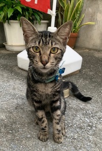 保護猫…。 2021/06/21 23:19:05