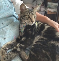 保護猫　飼い主さん見つかりました。 2021/06/25 18:59:23