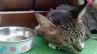 お知らせです。 2020/04/13 17:50:35