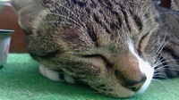 本日お休みします。 2020/04/01 10:37:00