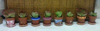 多肉植物入り小鉢♪ 2020/02/10 17:35:46