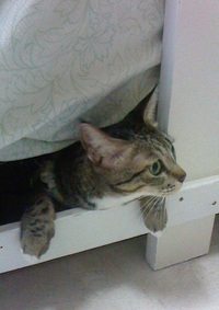 どうなるのか・・・。 2020/04/04 13:24:46