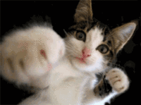犬に嫌われる理由 2010/10/05 21:56:23