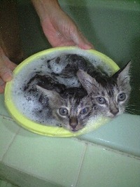 猫風呂