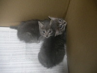 猫猫大騒ぎ 2010/11/15 22:35:42