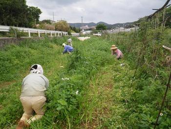 「片岡さんちの畑見学ツアー」