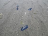 海を歩く！ 2011/04/20 02:27:30
