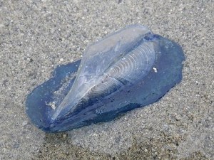 海を歩く！