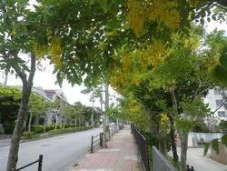 黄金色の花！