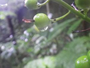 奥間川上流を歩く！