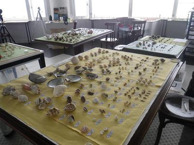 泡瀬干潟貝展示！！