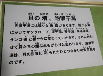 泡瀬干潟貝展示！！