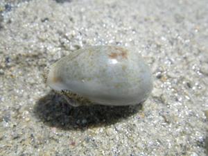 久しぶりの大嶺海岸！