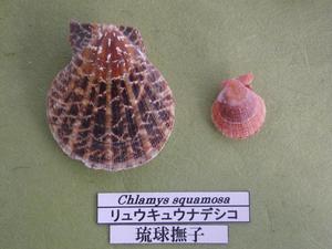 泡瀬干潟の貝たち！