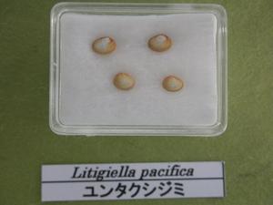 泡瀬干潟の貝たち！