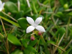 海岸の植物