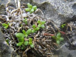 海岸の植物