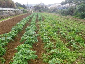 片岡さんの畑に行きました！その１
