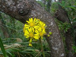 冬、やんばるの森の花たち！
