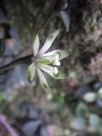 冬、やんばるの森の花たち！